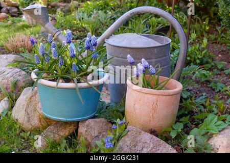 Muscari (giacinto di uva) in una pentola, con annaffiatoio Foto Stock