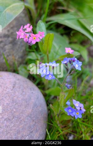 Dimentica-me-not (Myosotis) in blu e rosa Foto Stock