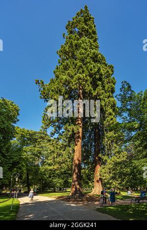 Sequoie giganti nel Giardino d'Europa ad Annecy. Annecy, alta Savoia, Auvergne-Rhône-Alpes, Francia, Europa Foto Stock
