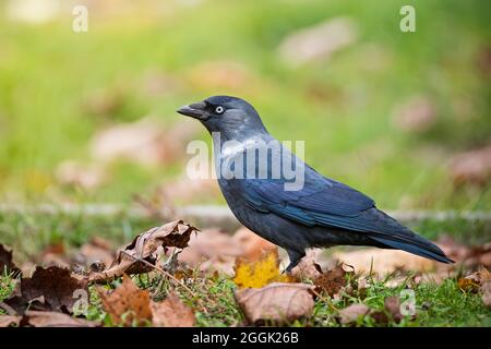 Ritratto di singolo uccello jackdaw con gli occhi blu belli in autunno giorno su sfondo verde chiaro erba Foto Stock