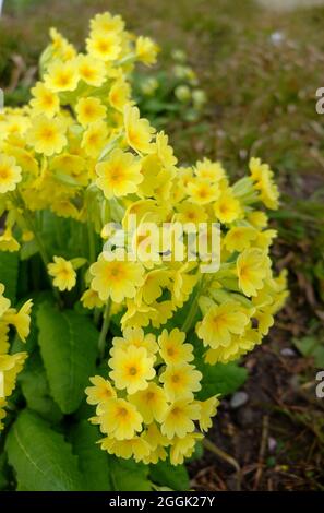 Cowslip comune (Primula veris) Foto Stock