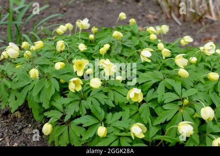 Anemone giallo (Anemone x lipsiensis) pallida Foto Stock