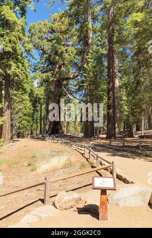 Sequoias in Mariposa Grove, Yosemite National Park, California, Stati Uniti, USA, Foto Stock