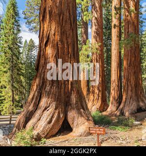 Sequoias in Mariposa Grove, Yosemite National Park, California, Stati Uniti, USA, Foto Stock