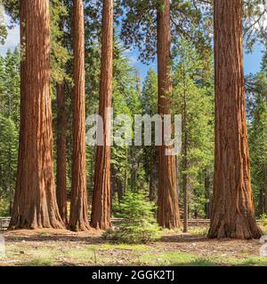 Sequoias in Mariposa Grove, Yosemite National Park, California, Stati Uniti, USA, Foto Stock