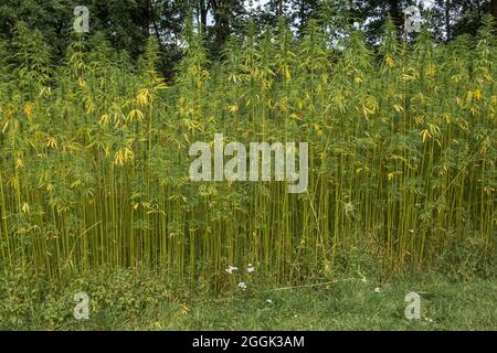 Genk, Belgio - 11 agosto 2021: Domein Bokrijk. Primo ranghi di campo di canapa verde. Foto Stock