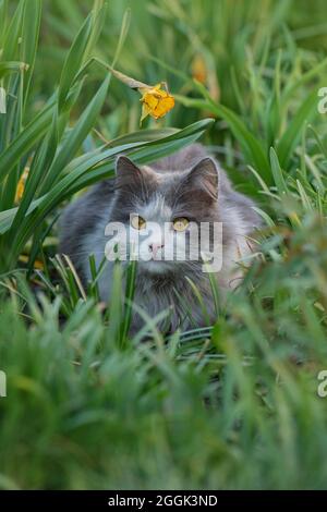 Gatto che giace attraverso un cerotto di fiori. Il gatto è sdraiato in giardino. Gatto piuttosto felice che giace su uno sfondo di piante. Bel gatto in primavera in un flusso Foto Stock