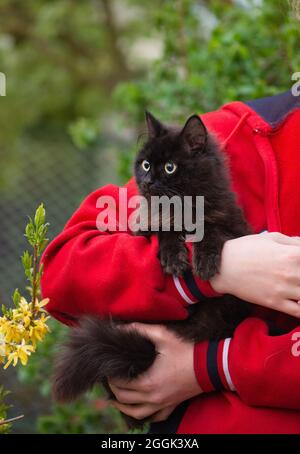 Ragazza che accarezzano un gigante bianco gatto grigio all'aperto. La ragazza del giardiniere tiene il suo gatto. La donna sta stroking un piccolo gatto all'aperto al tramonto. Donna che tiene il suo gatto animale domestico Foto Stock