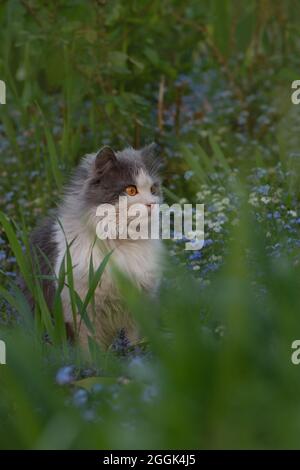 Ritratto di grigio bello gatto guardando con interesse. Stupore gatto grigio e bianco giacente nel giardino. Bellissimo gatto grigio e bianco che guarda orgoglioso. Foto Stock