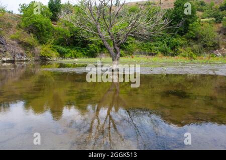 Albero allagato nella Valle di Olt in Romania. Foto Stock