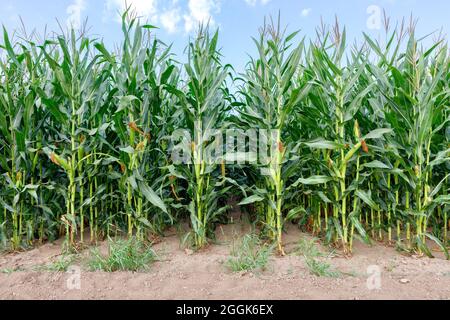 Gli stocchi di granoturco alti in un campo agricolo crescono in file uniformi in una giornata estiva contro un cielo blu. Spazio di copia. Foto Stock