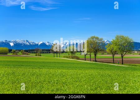 Germania, Baviera, alta Baviera, Pfaffenwinkel, Eberfing, Paesaggio primaverile contro le montagne estere, Wetterstein e Ammer Foto Stock