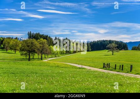 Germania, Baviera, alta Baviera, Pfaffenwinkel, Obersöchering, Paesaggio primaverile vicino Habaching Foto Stock