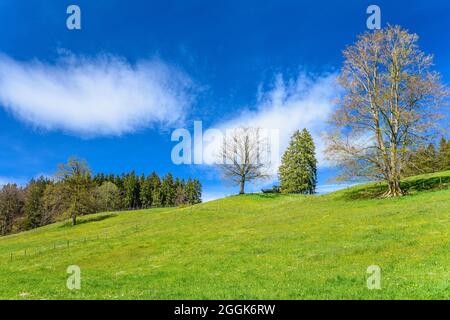 Germania, Baviera, alta Baviera, Pfaffenwinkel, Obersöchering, Distretto Untersöchering, paesaggio primaverile Foto Stock