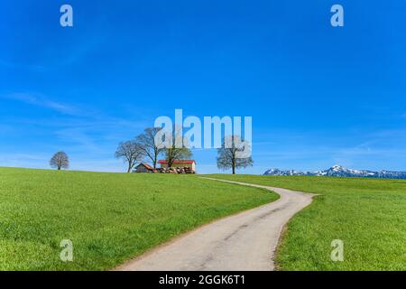 Germania, Baviera, alta Baviera, Pfaffenwinkel, Obersöchering, Distretto Untersöchering, paesaggio primaverile Foto Stock