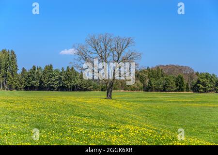 Germania, Baviera, alta Baviera, Pfaffenwinkel, Obersöchering, Paesaggio primaverile vicino a Marienkapelle Foto Stock