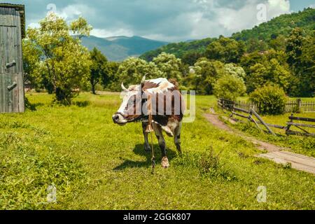 Mucca bianca e marrone si erge su erba verde sul campo estivo. Foto Stock