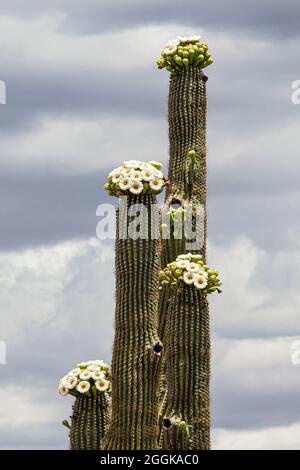 Saguaro Cactus (Carnegiea gigantea), Tucson, Arizona, Stati Uniti Foto Stock