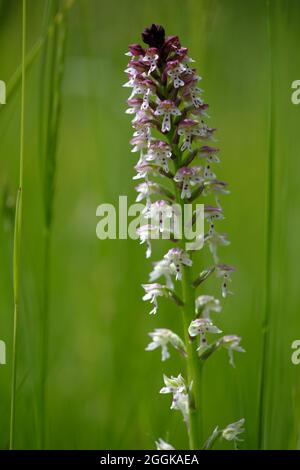 Orchidea del brandy, Orchis ustulata Foto Stock