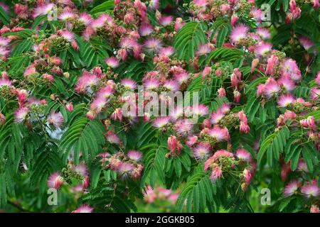Albero di seta persiano o albero di seta rosa, Seidenbaum, Albizia julibrissin, perzsa selyemakác, Asia Foto Stock
