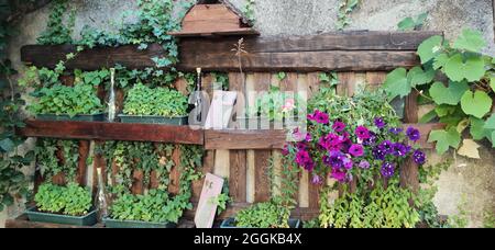 Rustico muro di legno come cornice di fiori, Italia, Lombardia, Regione Idrosee Foto Stock