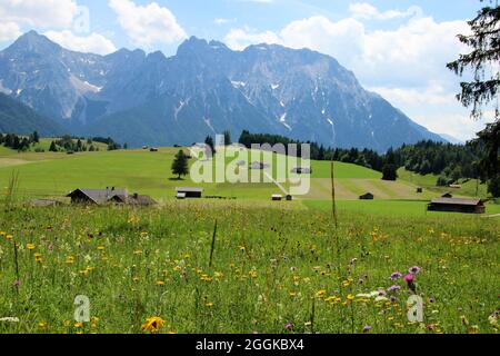 Prati fioriti con arnica (Arnica montana), colonne, chiodi di montagna (Trifolium montanum), whisker di capra selvatiche (Tragopogon pratensis), cardo (cirsium) e molti altri fiori sui prati di gobba nei pressi di Mittenwald, Germania, Baviera, Baviera superiore, Werdenfelser Land, Montagne di Karwendel sullo sfondo Foto Stock