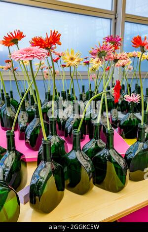 Gerbera, singolarmente in bottiglia, Flower Hall, Inspiration Nature, state Garden Show, Ingolstadt 2020, nuovo termine 2021, Ingolstadt, Baviera, Germania, Europa Foto Stock