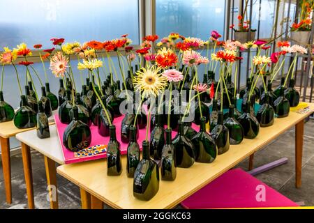 Gerbera, singolarmente in bottiglia, Flower Hall, Inspiration Nature, state Garden Show, Ingolstadt 2020, nuovo termine 2021, Ingolstadt, Baviera, Germania, Europa Foto Stock