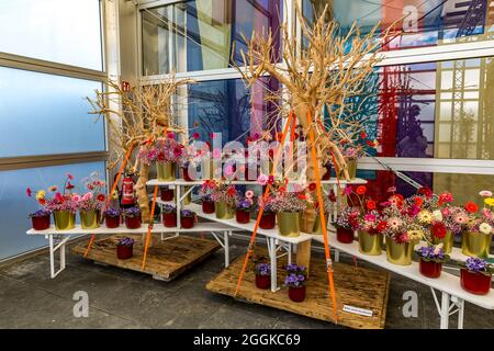 Composizione floreale in rosso, rosa, rosa e viola di gerberi e violetti, flower hall, Inspiration Nature, state Garden Show, Ingolstadt 2020, Nuovo termine 2021, Ingolstadt, Baviera, Germania, Europa Foto Stock