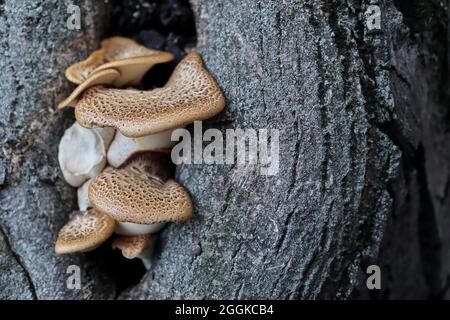 Funghi Poliporus Squamosus crescono da un buco in un albero nella foresta in una giornata estiva. Primo piano, messa a fuoco selettiva e spazio di copia Foto Stock