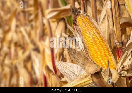 Scaldare in estate con alta temperatura e mancanza di acqua nel campo di mais Foto Stock