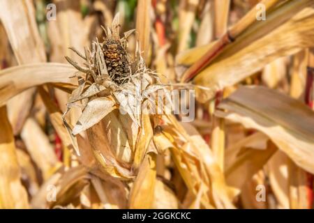 Scaldare in estate con alta temperatura e mancanza di acqua nel campo di mais Foto Stock