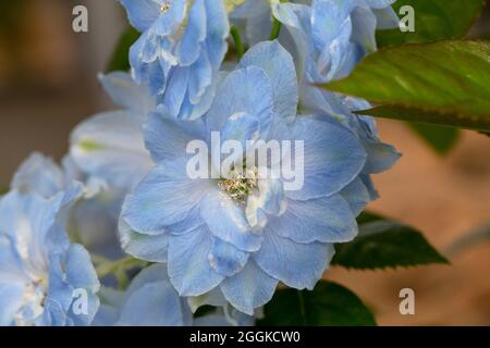 Delphinium azzurro, Delphinium elatum, flower hall, Inspiration Nature, state Garden Show, Ingolstadt 2020, nuovo termine 2021, Ingolstadt, Baviera, Germania, Europa Foto Stock