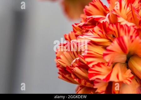 Garofani, Flower Hall, Inspiration Nature, state Garden Show, Ingolstadt 2020, Nuovo termine 2021, Ingolstadt, Baviera, Germania, Europa Foto Stock