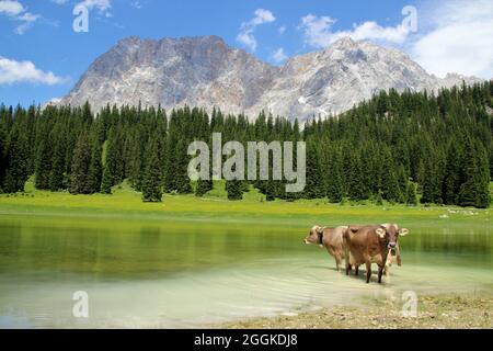Due mucche con campane stanno per raffreddarsi nell'Igelsee nel Gaistal vicino Ehrwald. Austria, Tirolo, Leutasch, Leutaschtal, Gaistal, Montagne, Alpi, Monti Wetterstein, sullo sfondo le Zugspitze (2962 m) Foto Stock