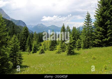 Vista, Ehrwalder Alm, Ehrwalder Bergbahn, Austria, Tirolo, Ehrwald Foto Stock