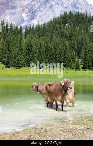 Due mucche con campane stanno per raffreddarsi nell'Igelsee nel Gaistal vicino Ehrwald. Austria, Tirolo, Leutasch, Leutaschtal, Gaistal, Montagne, Alpi, Monti Wetterstein sullo sfondo le Zugspitze (2962 m) Foto Stock