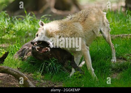 Wolf americano (Canis lupus occidentalis) ranking rebuke by Leitwolf, Germany Foto Stock