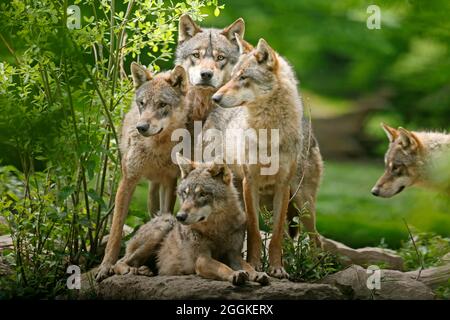 Lupi europei (Canis lupus) in piedi su rocce, Germania Foto Stock