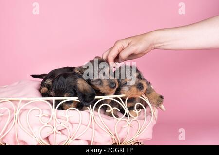 Tre cuccioli di cane Dachshund bicolore con capelli longhaired che dormono in un cesto carezzato da una mano umana su sfondo rosa Foto Stock