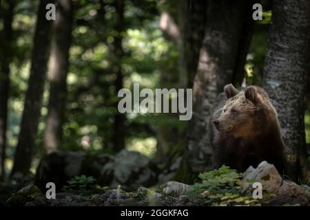 Orso bruno in Slovenia. Foto Stock