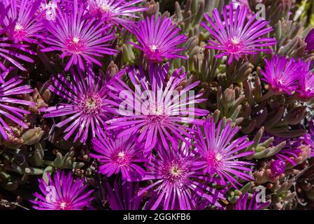 Mesembriantemo è una pianta succulenta amata per la sua splendida e ricca fioritura, è facile crescere sia in pentole che nei nostri giardini, in roccia e in costa Foto Stock