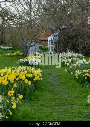 Giardino in primavera con molti narcisi (Narcisis pseudonarcisis) Foto Stock