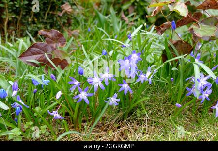 Il luccicante azzurro della neve (Chionodoxa, orgoglio della neve, giacinto stellare) Foto Stock