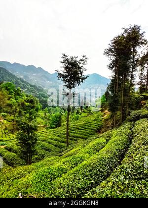 Piantagione di tè. Hubei. Cina. Foto Stock