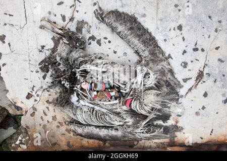 Resti di albatross giovane con detriti marini di plastica ingeriti dall'uccello che riempiva il suo sistema digestivo (Phoebastria, Laysan o Black-footed) Foto Stock