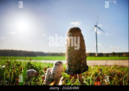 Ecologico e vicino alla natura, sostenibilità, funghi su un prato di fronte ad una turbina eolica, sole in controluce, la tinta dei funghi ha proprietà curative Foto Stock