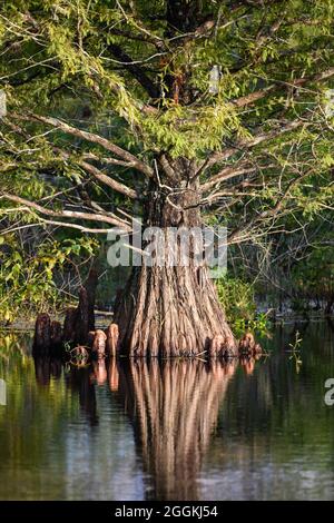 Contrafforte di un gigantesco albero di cipresso Baldo (Taxodium distichum) in piedi in acqua. Houston, Texas, Stati Uniti. Foto Stock