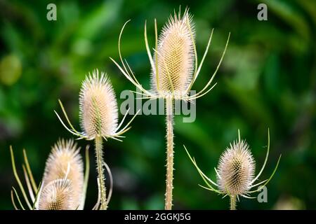 Teste di fiore di un cavalletto selvatico (Dipsacus Fullonum). Oregon, Stati Uniti. Foto Stock