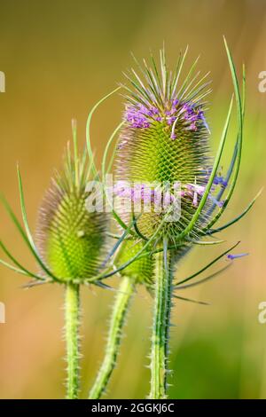 Teste di fiore di un cavalletto selvatico (Dipsacus Fullonum). Oregon, Stati Uniti. Foto Stock